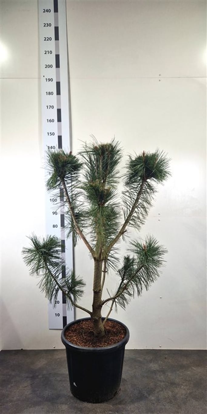 Pinus flex. 'Vanderwolf's Pyramid' - 120-140 CM Bonsai Cont.